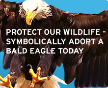 Adopt a bald eagle